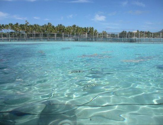 Bora Bora Lagoonarium